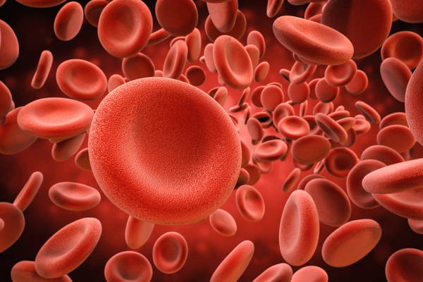 מבנה כדורית הדם הוא עגול ממבט עליון ופחוס ממבט צדדי